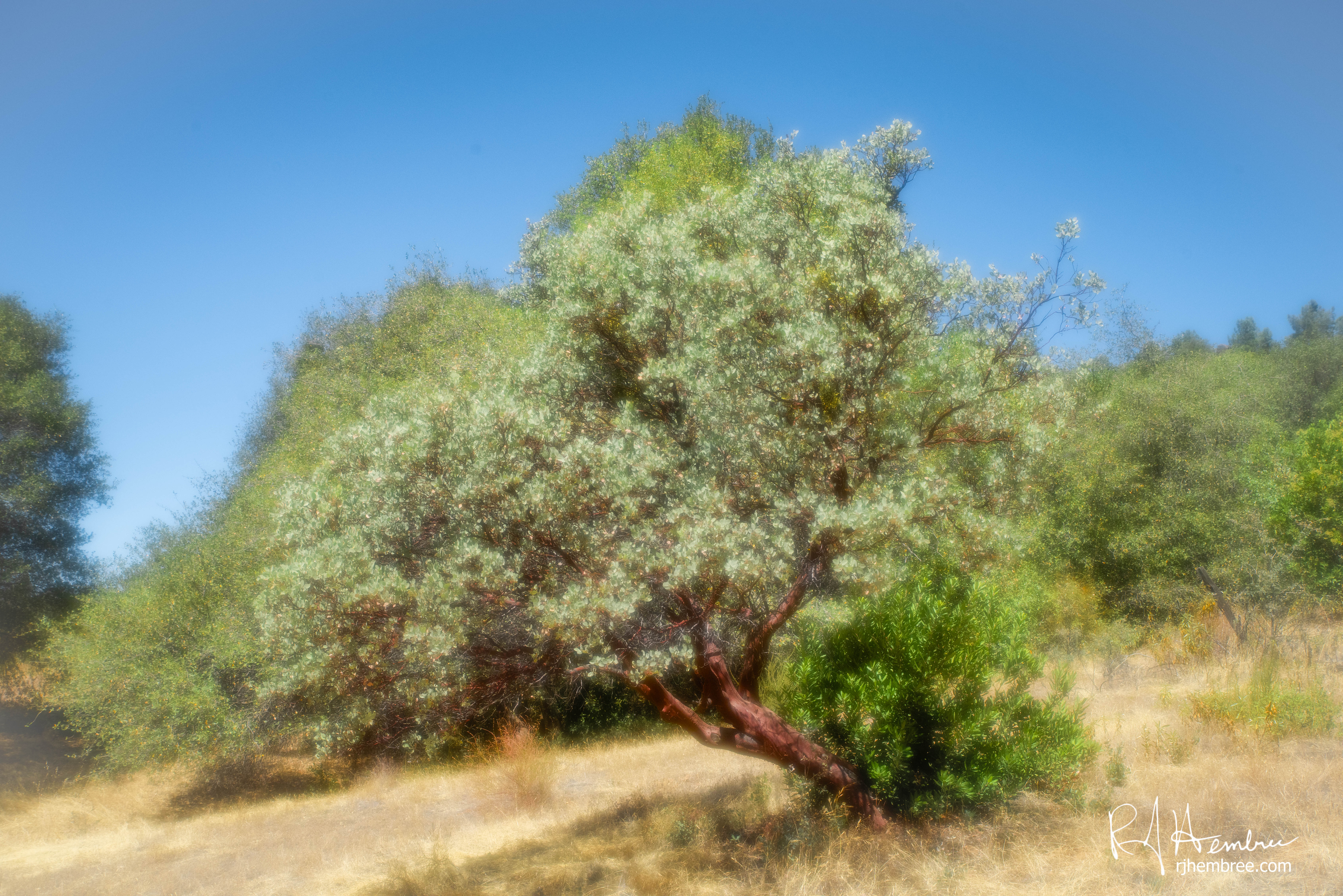 Manzanita
