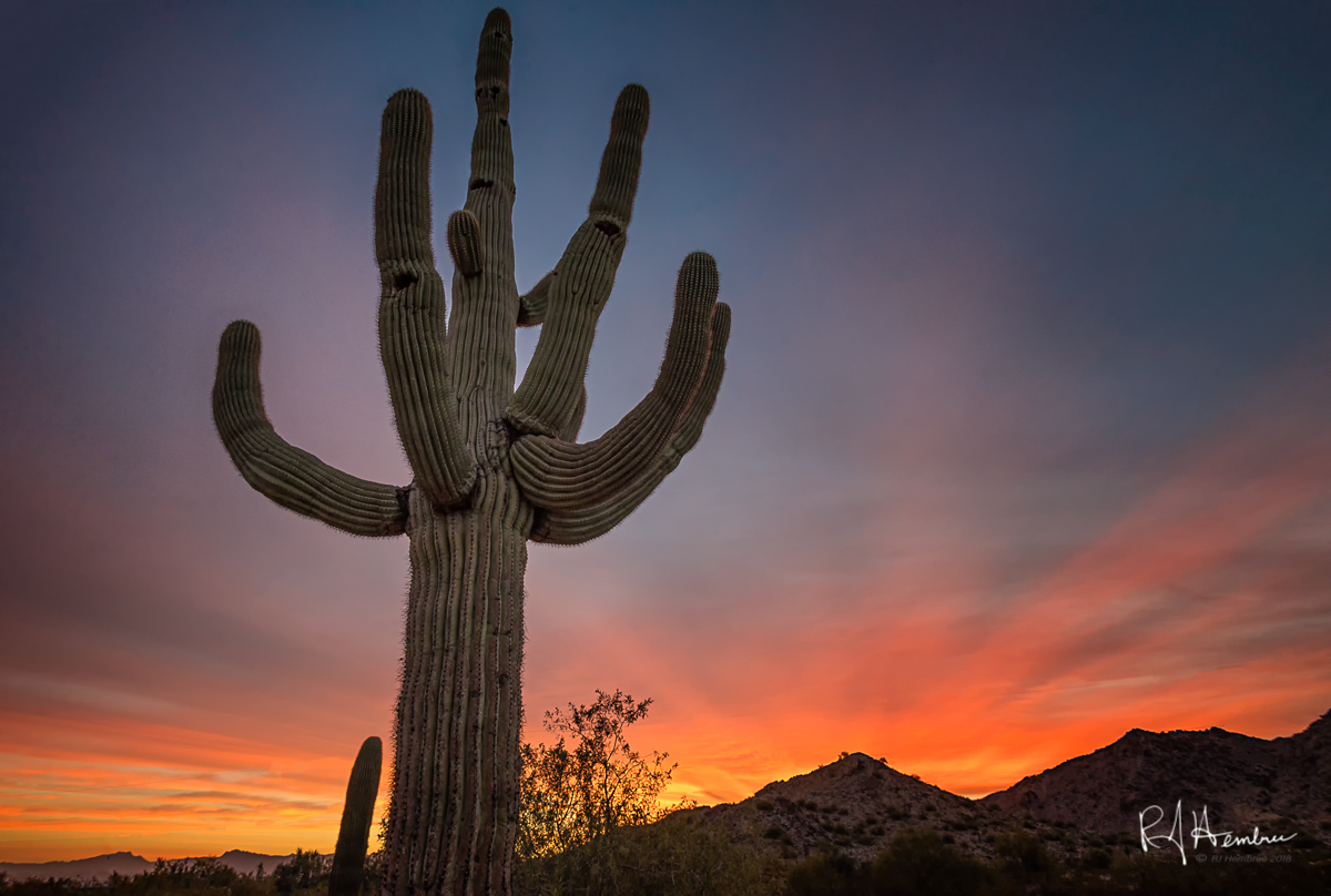 Saguaro Conductor 